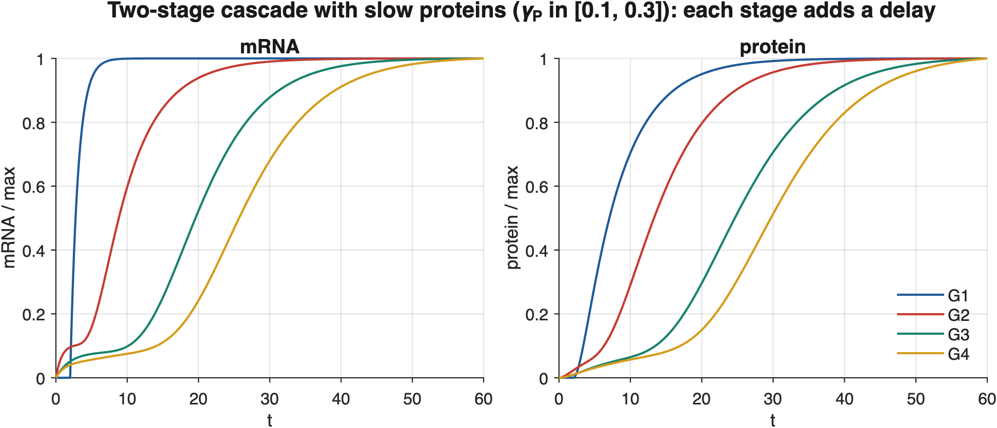 A four-gene cascade with slow proteins after G1 is switched on at t = 2. Each protein lags its mRNA, and each stage of the cascade adds a further delay.