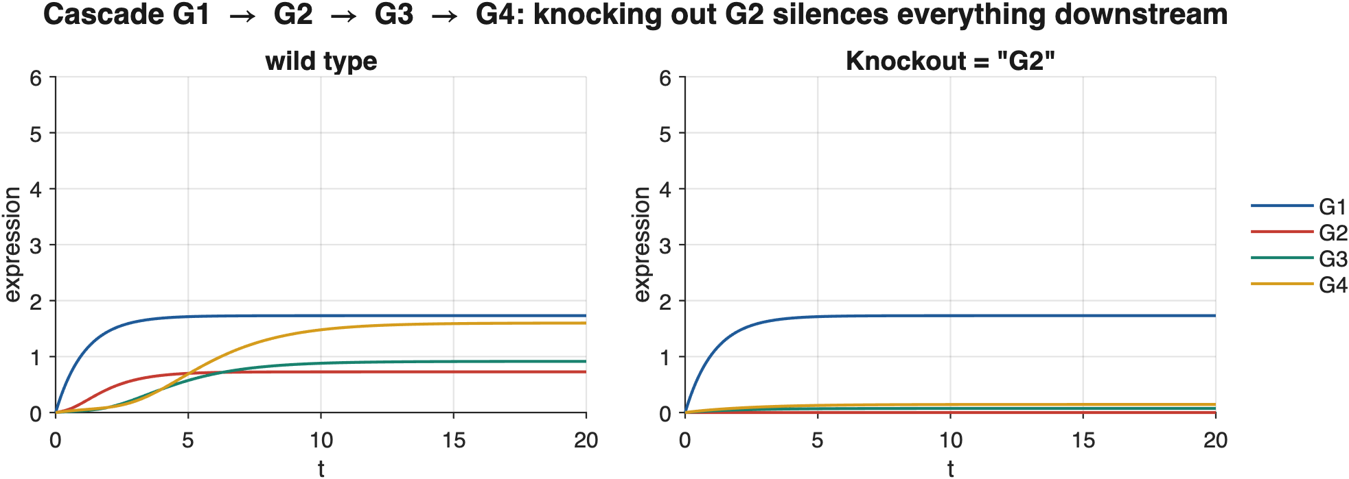 A four-gene activation cascade switched on from zero, wild type and with G2 knocked out. G2 stays at zero and everything downstream is silenced, while the constitutive G1 is unaffected.