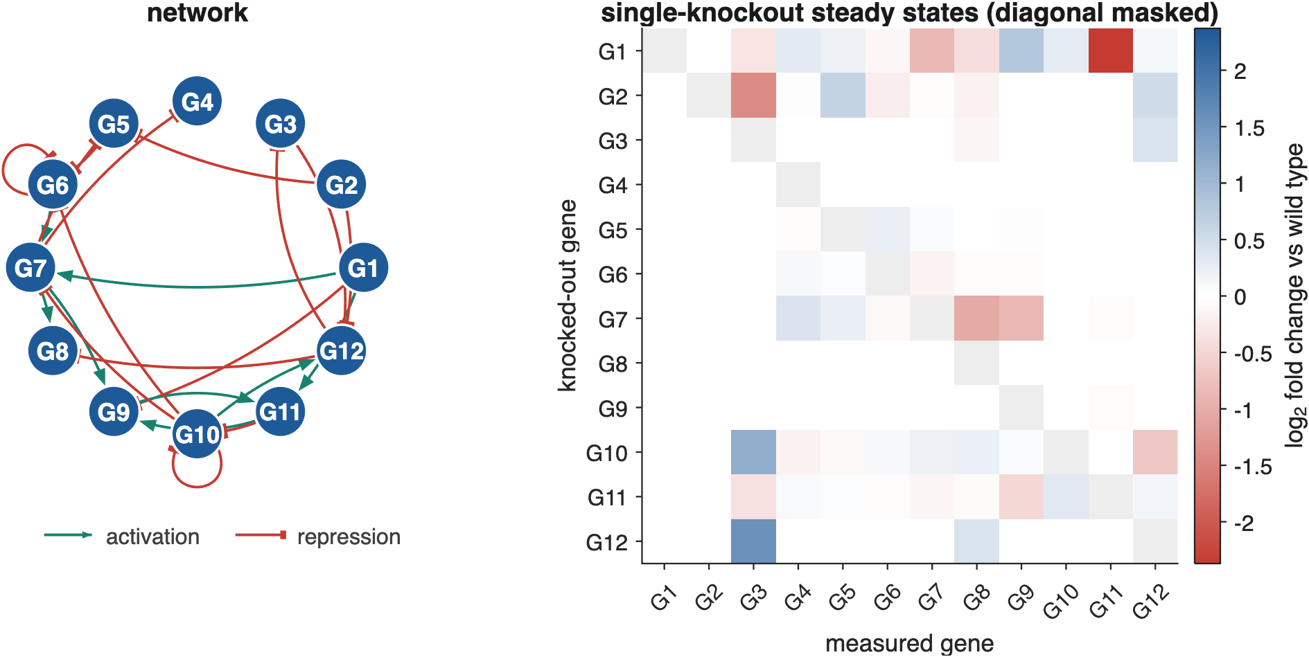 A 12-gene network with two autoregulating genes beside its single-knockout screen, shown as log2 fold change against wild type with the knocked-out gene itself masked. Knocking out a repressor raises its targets (blue); knocking out an activator lowers them (red). Every off-diagonal effect has the sign the network predicts.