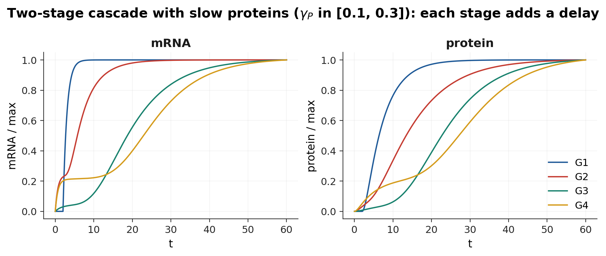 A four-gene cascade with slow proteins after G1 is switched on at t = 2. Each protein lags its mRNA, and each stage of the cascade adds a further delay.