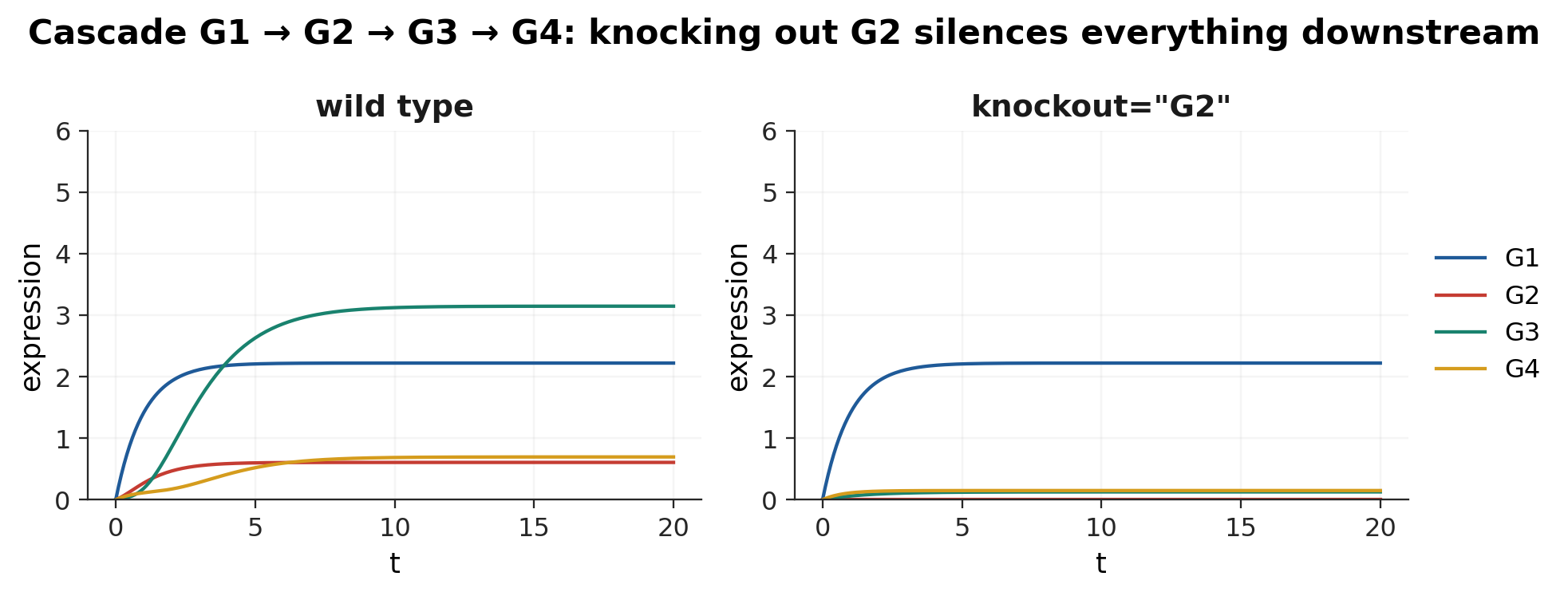 A four-gene activation cascade switched on from zero, wild type and with G2 knocked out. G2 stays at zero and everything downstream is silenced, while the constitutive G1 is unaffected.