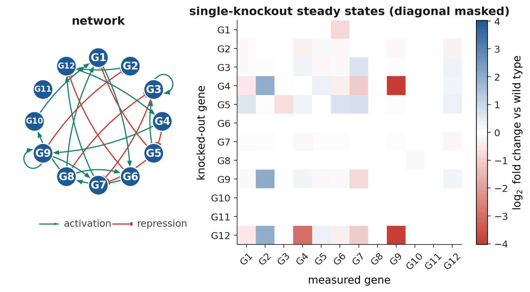 A 12-gene network with two autoregulating genes beside its single-knockout screen, shown as log2 fold change against wild type with the knocked-out gene itself masked. Knocking out a repressor raises its targets (blue); knocking out an activator lowers them (red). Every resolvable off-diagonal effect has the sign the network predicts.